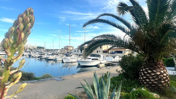 Ein Yachthafen mit vor Anker liegenden Booten, einer Palme und einem Gebäude im Hintergrund.
