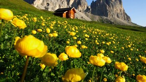 Ett fält med gula blommor med ett berg i bakgrunden och en trästuga.