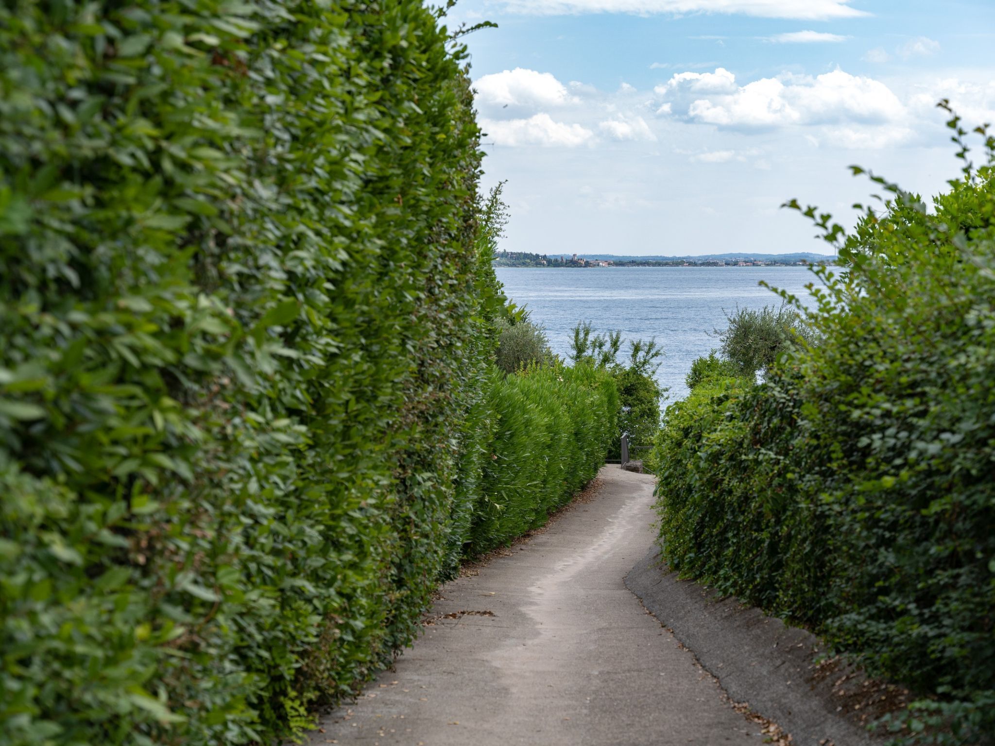 A narrow pathway flanked by dense green hedges leading to a body of water.