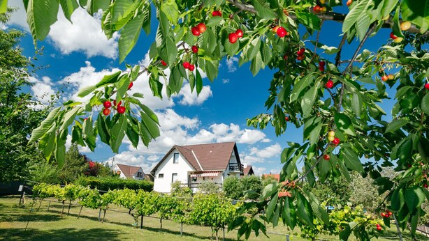 Un vignoble avec des rangées de vignes et, au fond, un bâtiment blanc surmonté d’un toit brun.