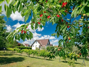 Un vignoble avec des rangées de vignes et, au fond, un bâtiment blanc surmonté d’un toit brun.