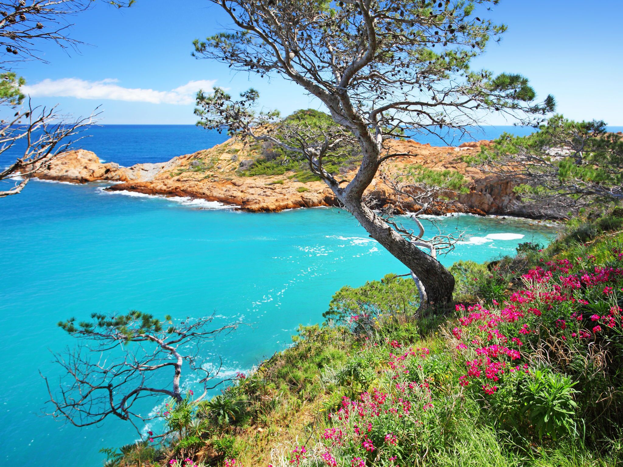 A coastal landscape with a prominent tree and vibrant pink flowers.