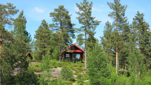 Une cabane entourée d’une forêt dense, accessible par un sentier étroit.