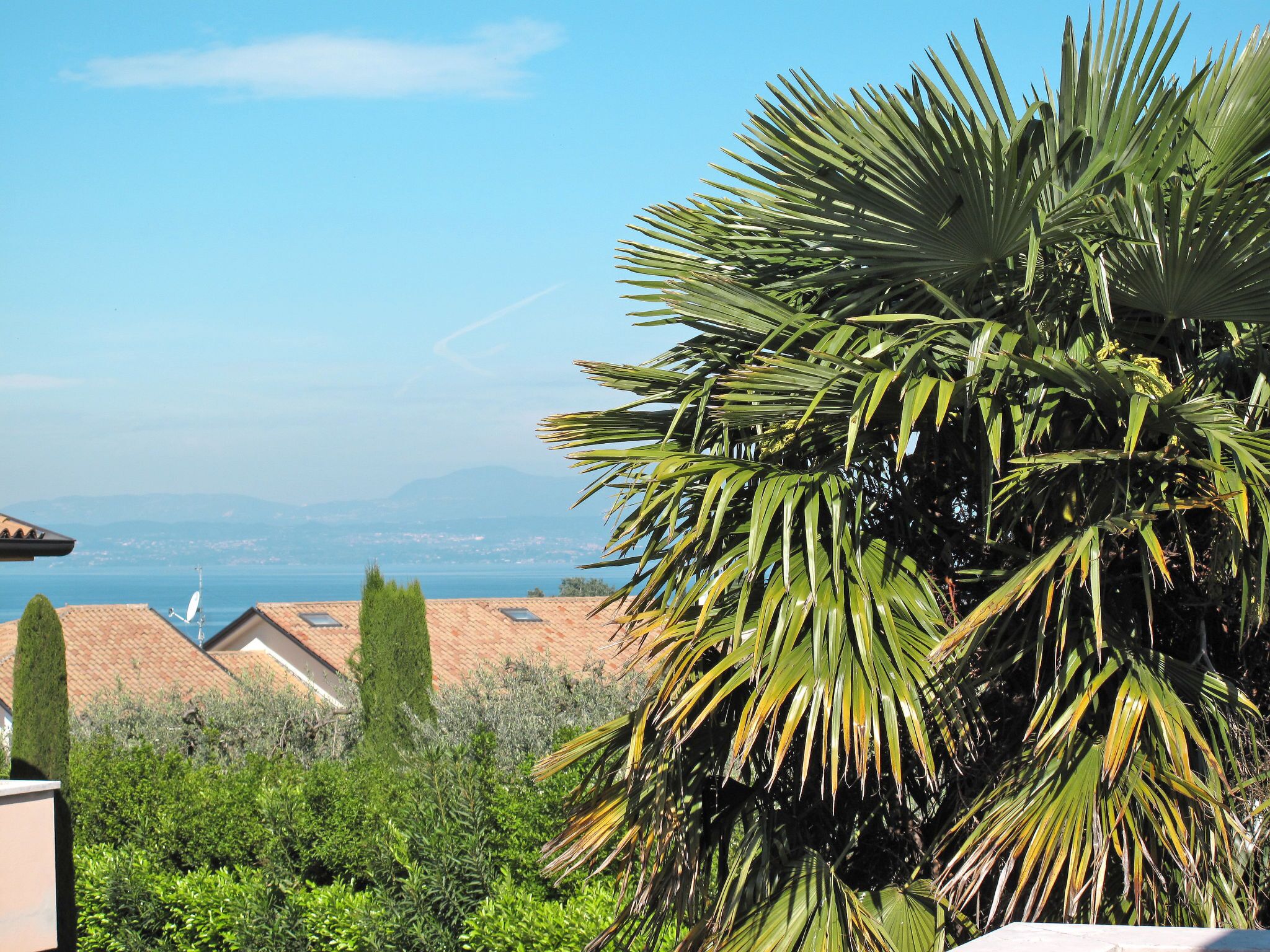 A residential area with a view of the sea, featuring a palm tree and neatly arranged houses with red-tiled roofs.