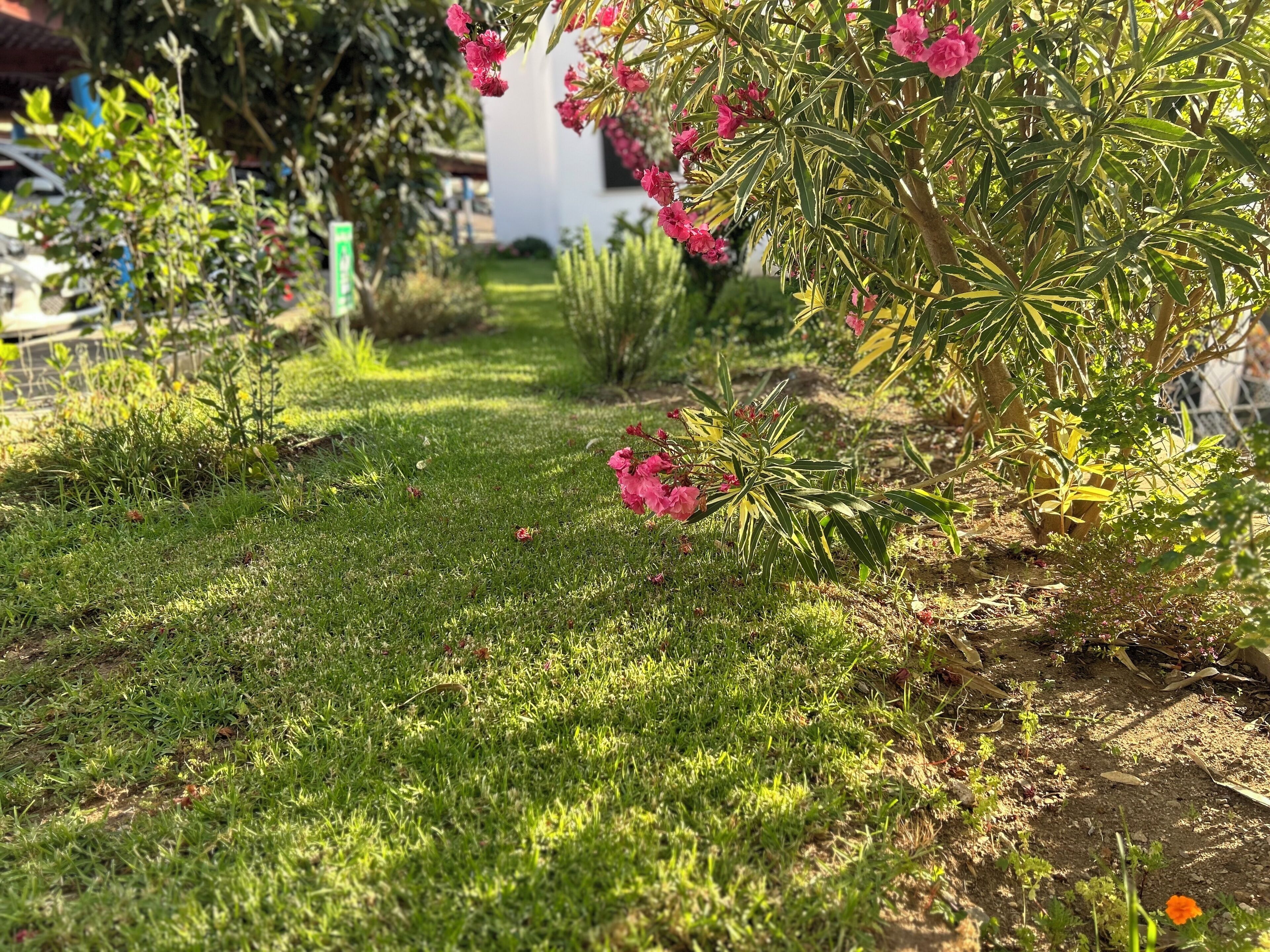 Ein Gartenweg mit grünem Gras und rosa Blumen, umgeben von verschiedenen Pflanzen und Bäumen.