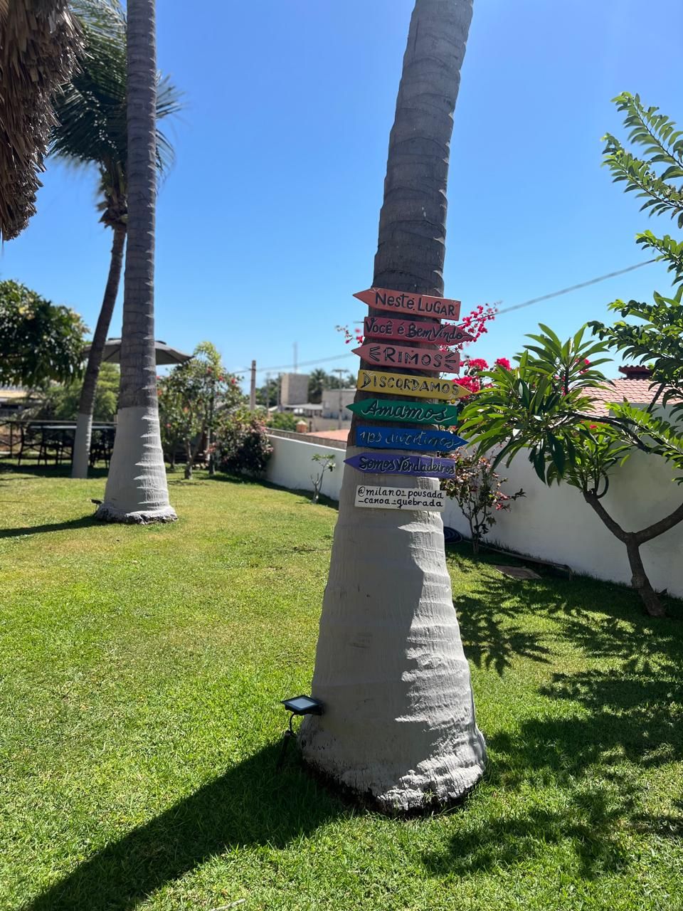 A tree with multiple directional signs attached to it, set against a clear blue sky.