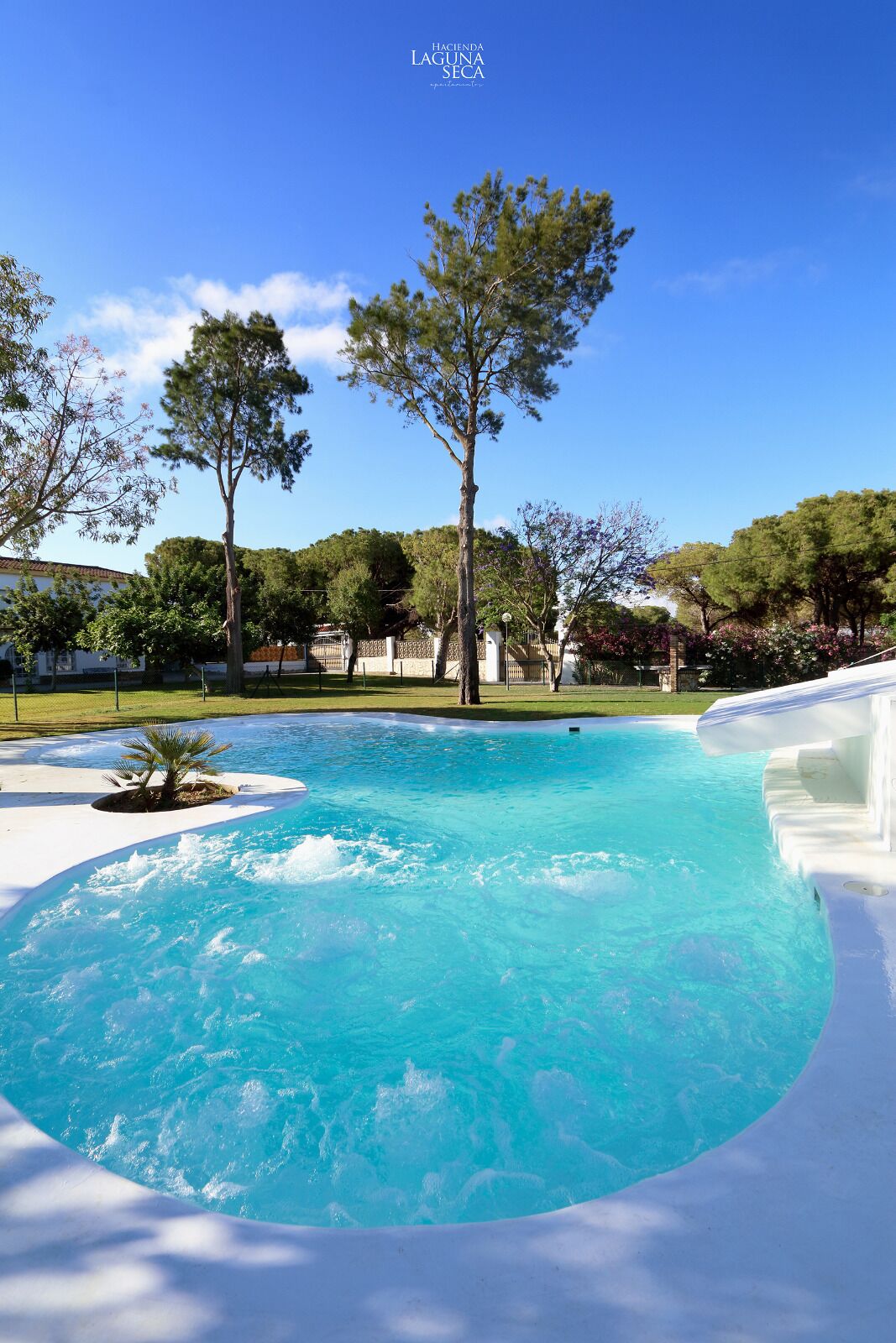 A swimming pool with clear blue water, surrounded by trees and a white poolside area.