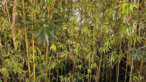 A bed with pillows and a bamboo backdrop.