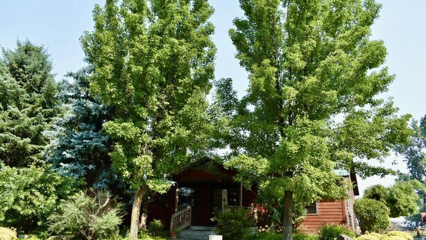 A wooden cabin with a covered porch, surrounded by lush greenery and trees.