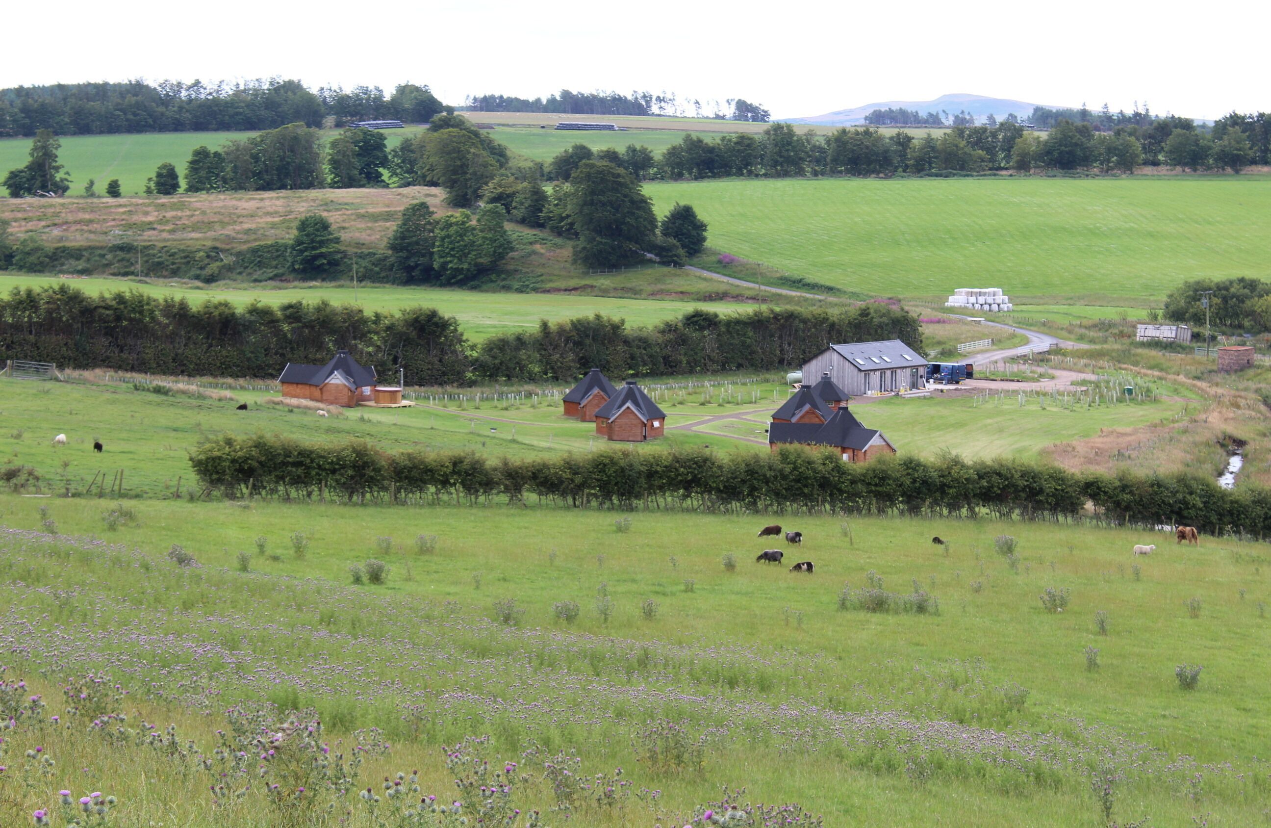 A rural landscape with barns, a road, and grazing livestock.