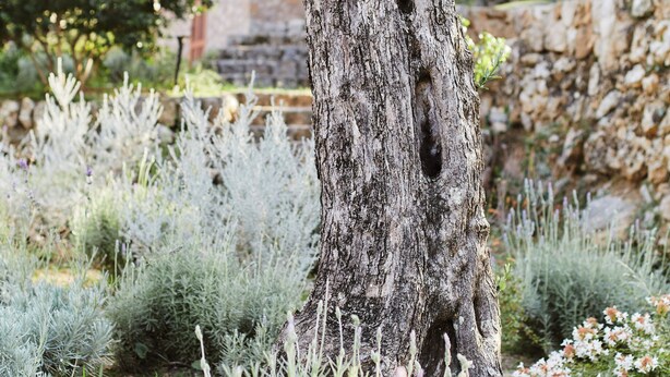 A tree with a textured trunk and dense foliage in a garden setting. - Can Escu - Villa in the Heart of the Tramuntana Mountains (Sóller)