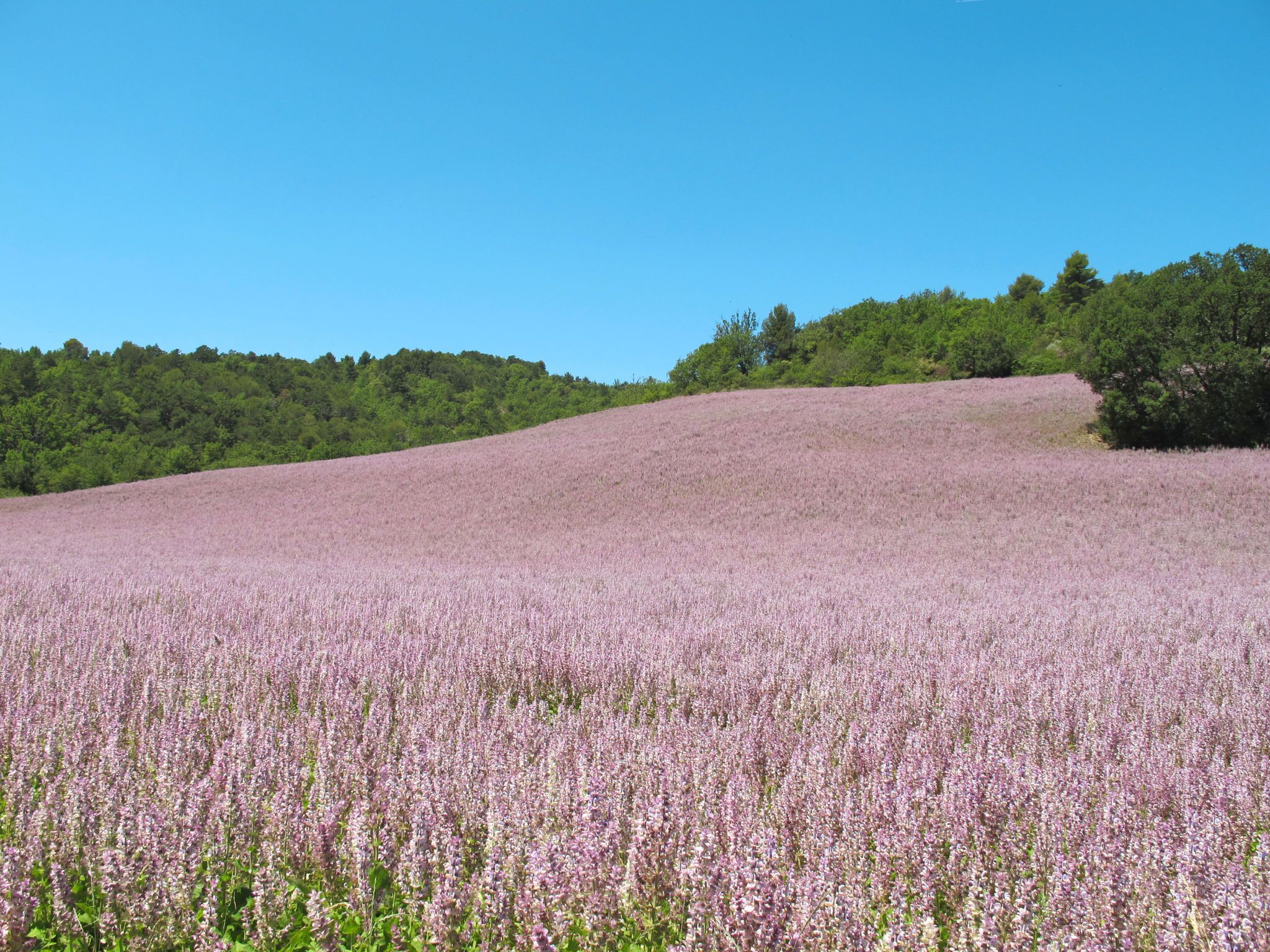 Een veld met paarse bloemen op een heuvel, met een bos op de achtergrond.