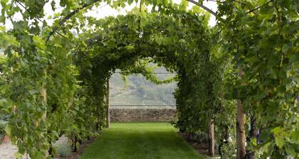 Vigne Di Fagnano - Langhe, Cuneo
