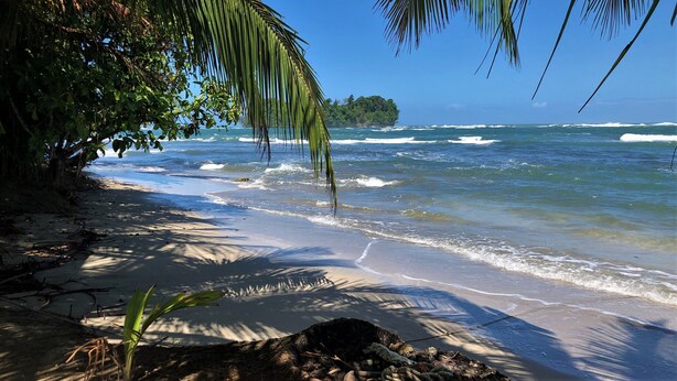A beach with clear blue water, sandy shore, and palm trees. - Tucan Chiquita Beach Casitas (Playa Chiquita)