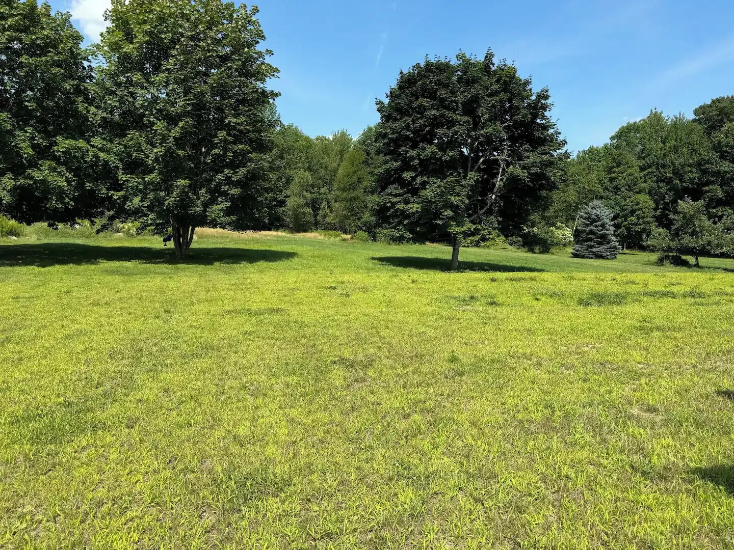 Un champ verdoyant avec plusieurs grands arbres et un ciel bleu dégagé.