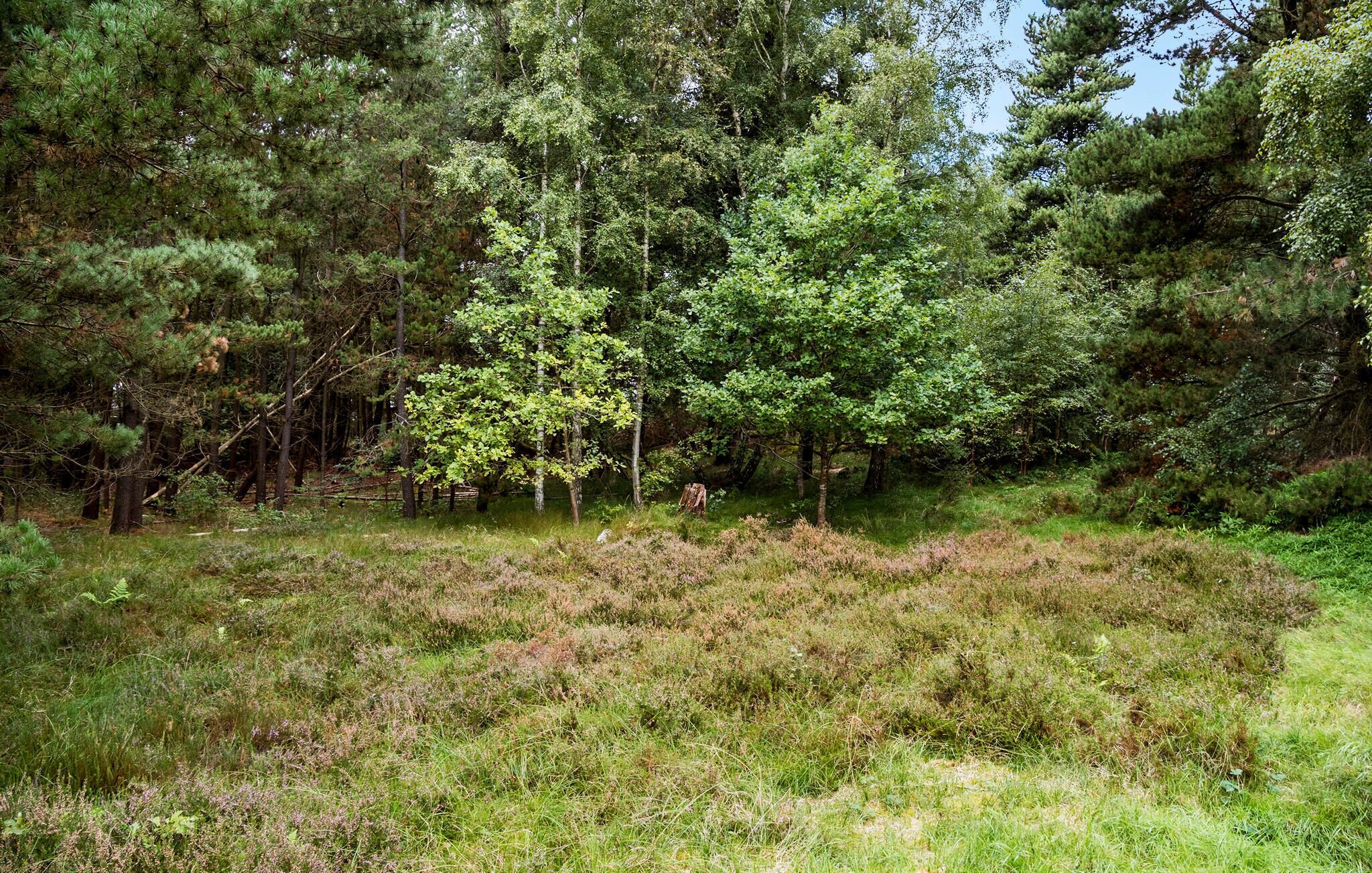 Un paysage naturel caractérisé par une végétation dense et une prairie.