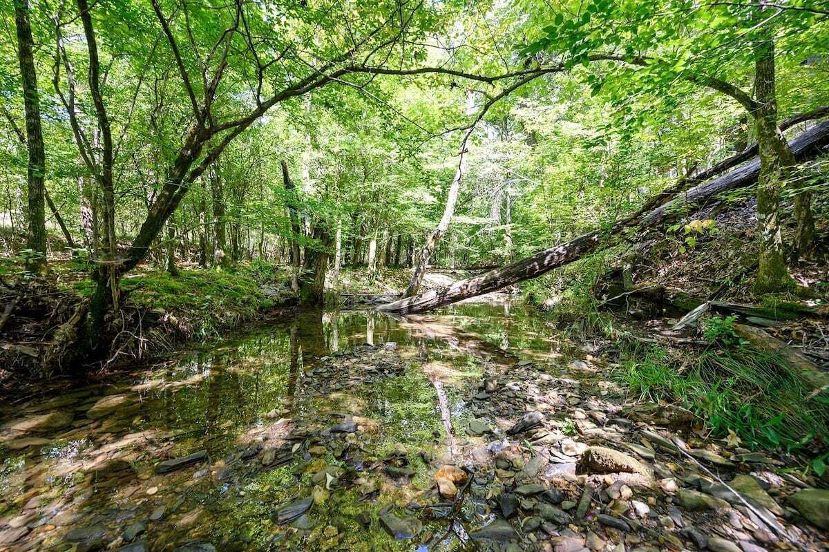 Un ruscello nel bosco con acque limpide, circondato da alberi fitti e vegetazione naturale.