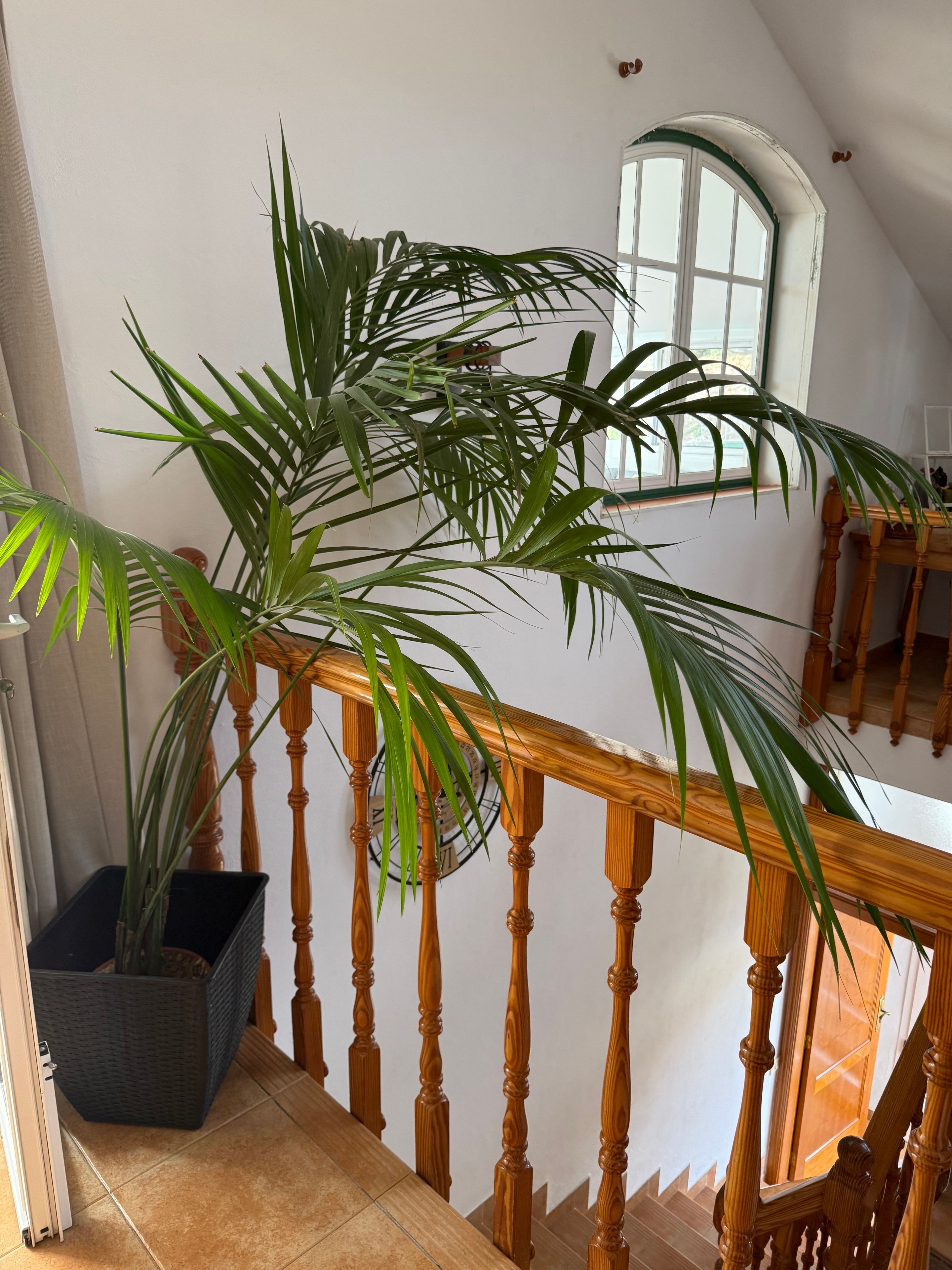 A staircase with wooden balusters and a potted plant on the landing.