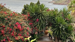 Un jardin en bord de mer, avec un sentier en bois menant à une falaise surplombant l’océan.