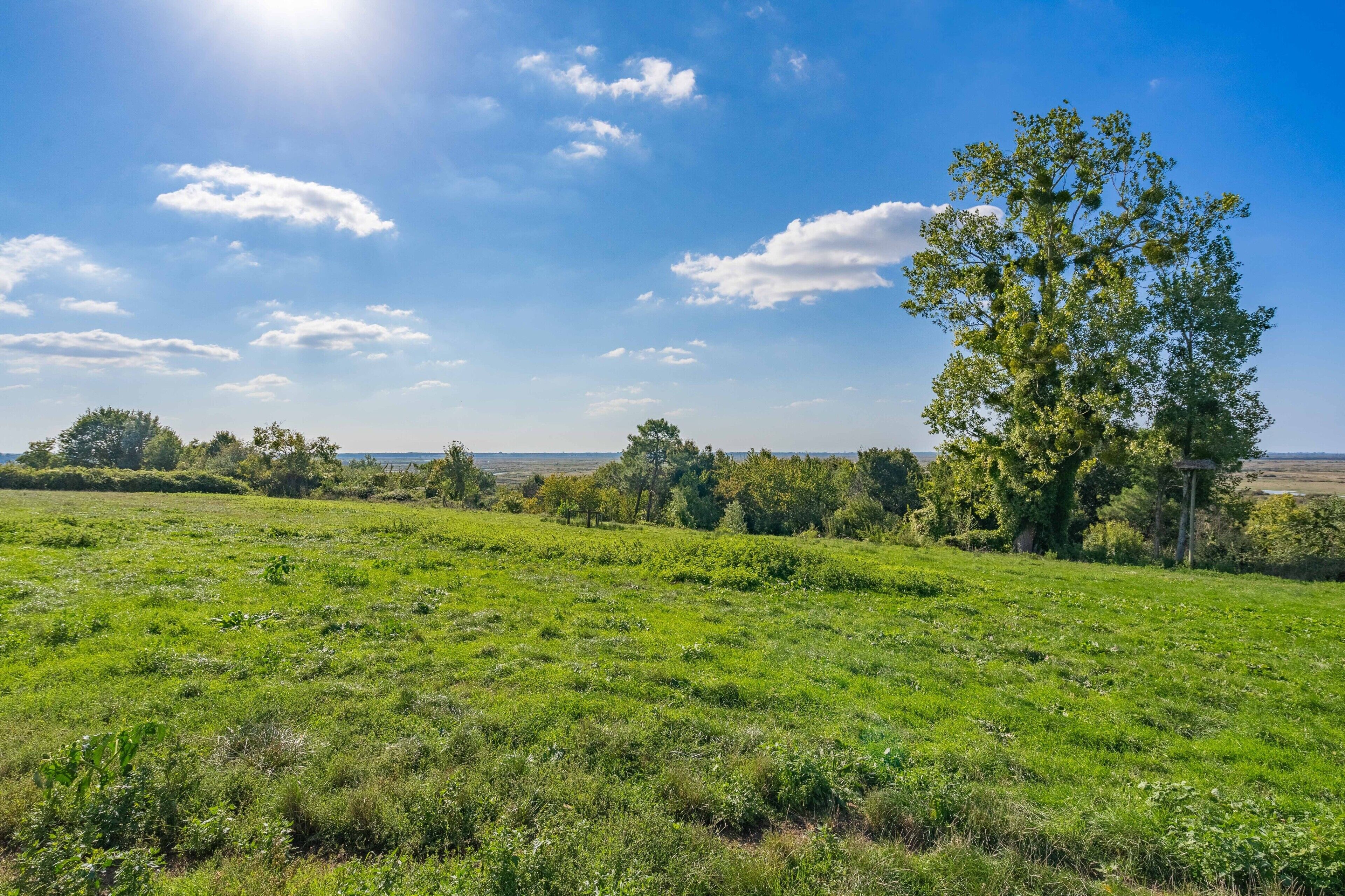 Een begroeiend veld met bomen en een heldere lucht.