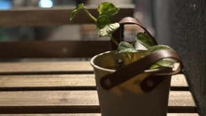 A potted plant on a wooden bench in a corridor with a door and lights in the background. - Cassa Kaseh Guest House (Langkawi)