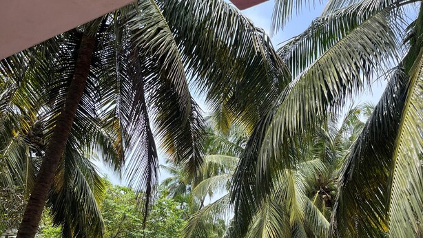 A covered outdoor area with a red floor, surrounded by tall palm trees and dense greenery. - Abbi S Nest (Calangute)