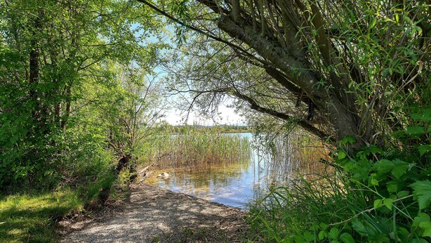 Un sendero de grava que conduce a una masa de agua rodeada de densa vegetación.
