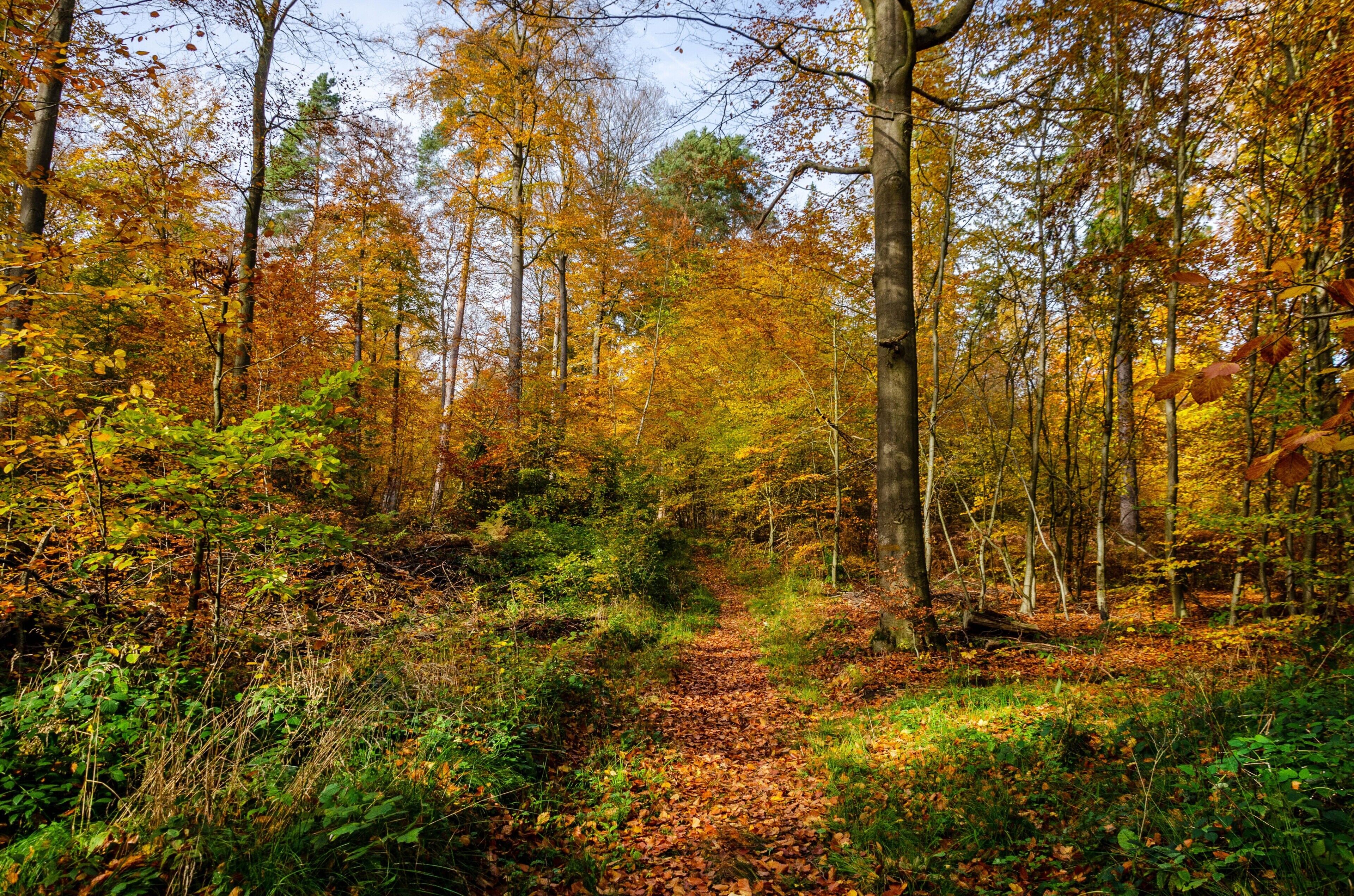 A forest path surrounded by trees with autumn foliage.