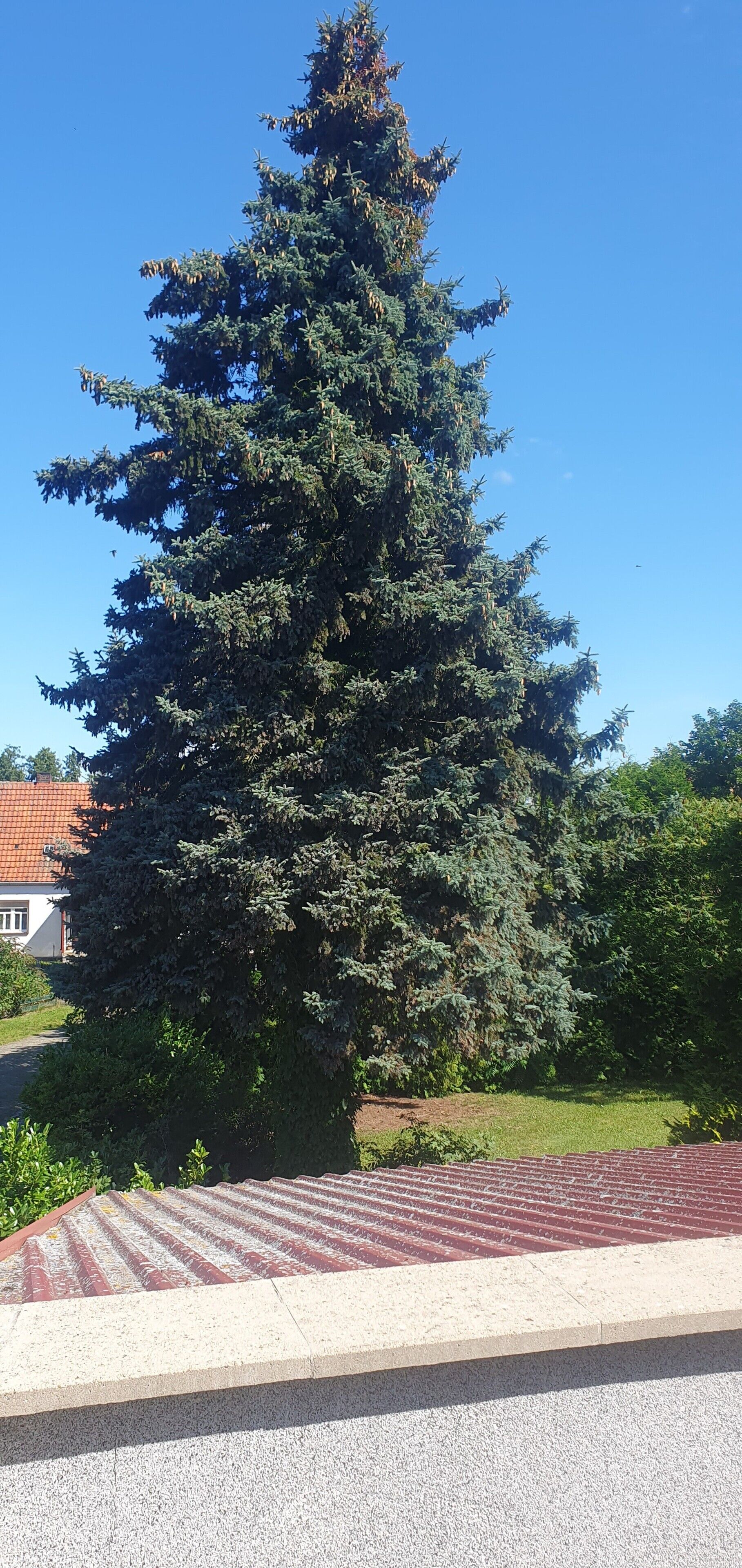 Un grand arbre à feuilles persistantes situé dans un quartier résidentiel.