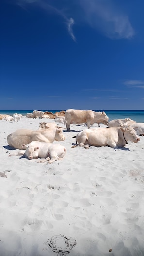 Beach - Domus Lucia 5 (Santa Lucia)