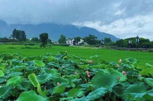 Un campo de plantas de loto con montañas al fondo.