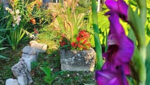 Een tuin met diverse planten en bloemen, een pad van stenen en een gebouw op de achtergrond.