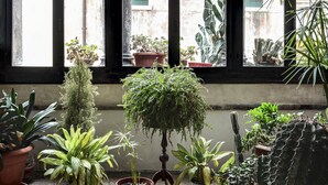 A room with large windows, potted plants, and a view of the outside. - Residenza Valier by Wonderful Italy (Venecia)