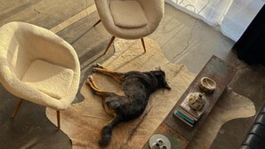 Une pièce comprenant deux fauteuils, une table basse et un canapé en cuir noir.