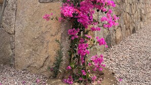 En stenmur med rosa bougainvillea som klättrar uppför den.
