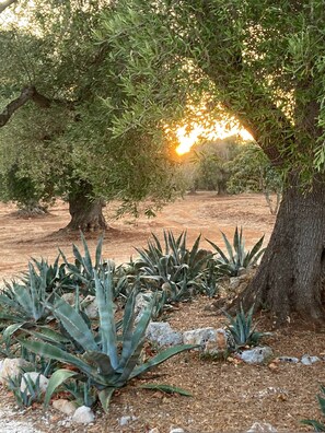 Villa, Accessible - Trulli Mimosa by Pugliadamare (Ceglie Messapica)