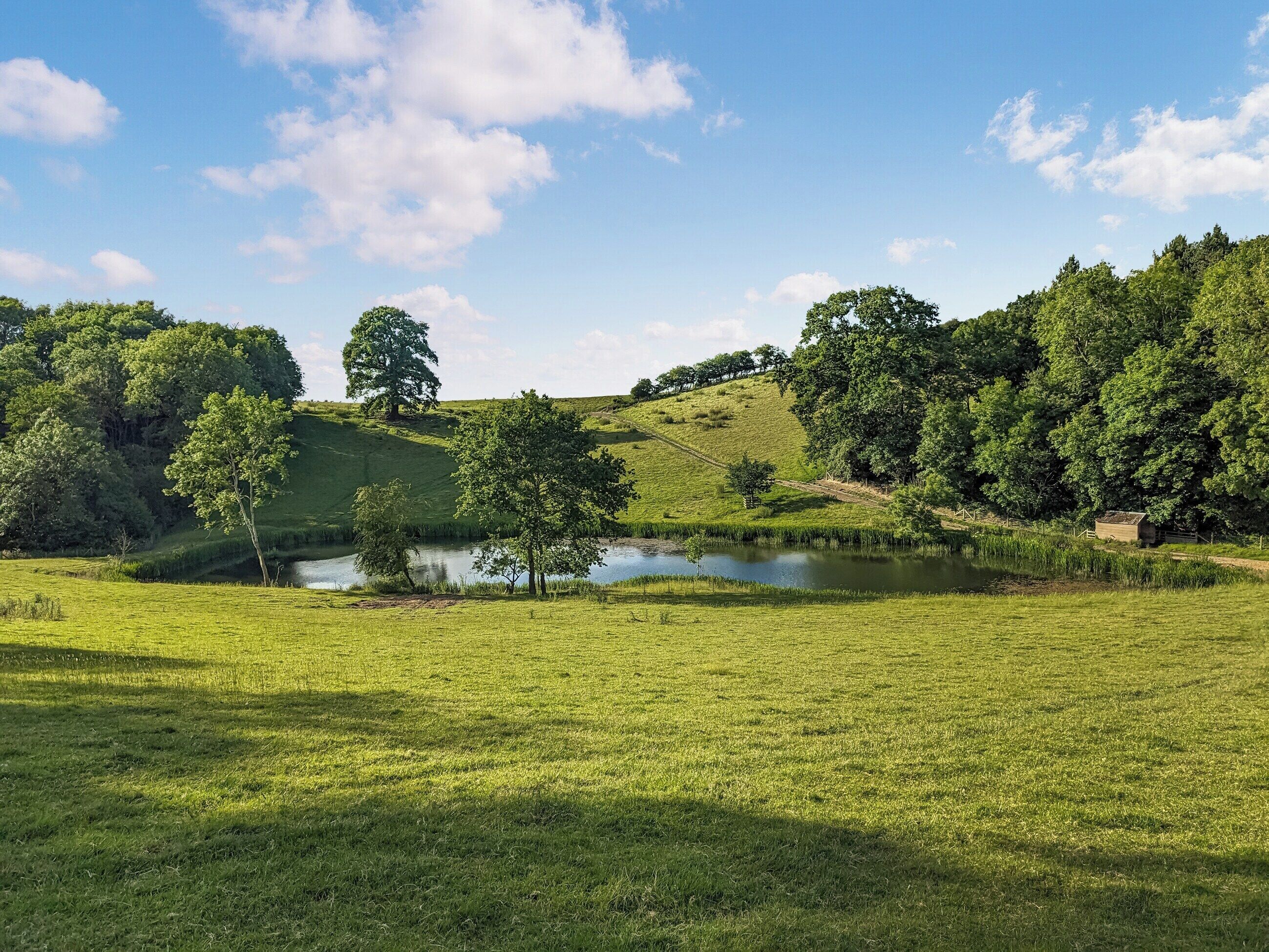 A lush green field with a small pond and trees.