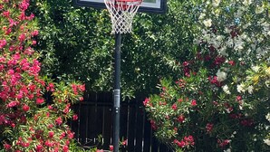 Un panier de basket avec un panneau, entouré d’arbustes et d’arbres en fleurs.