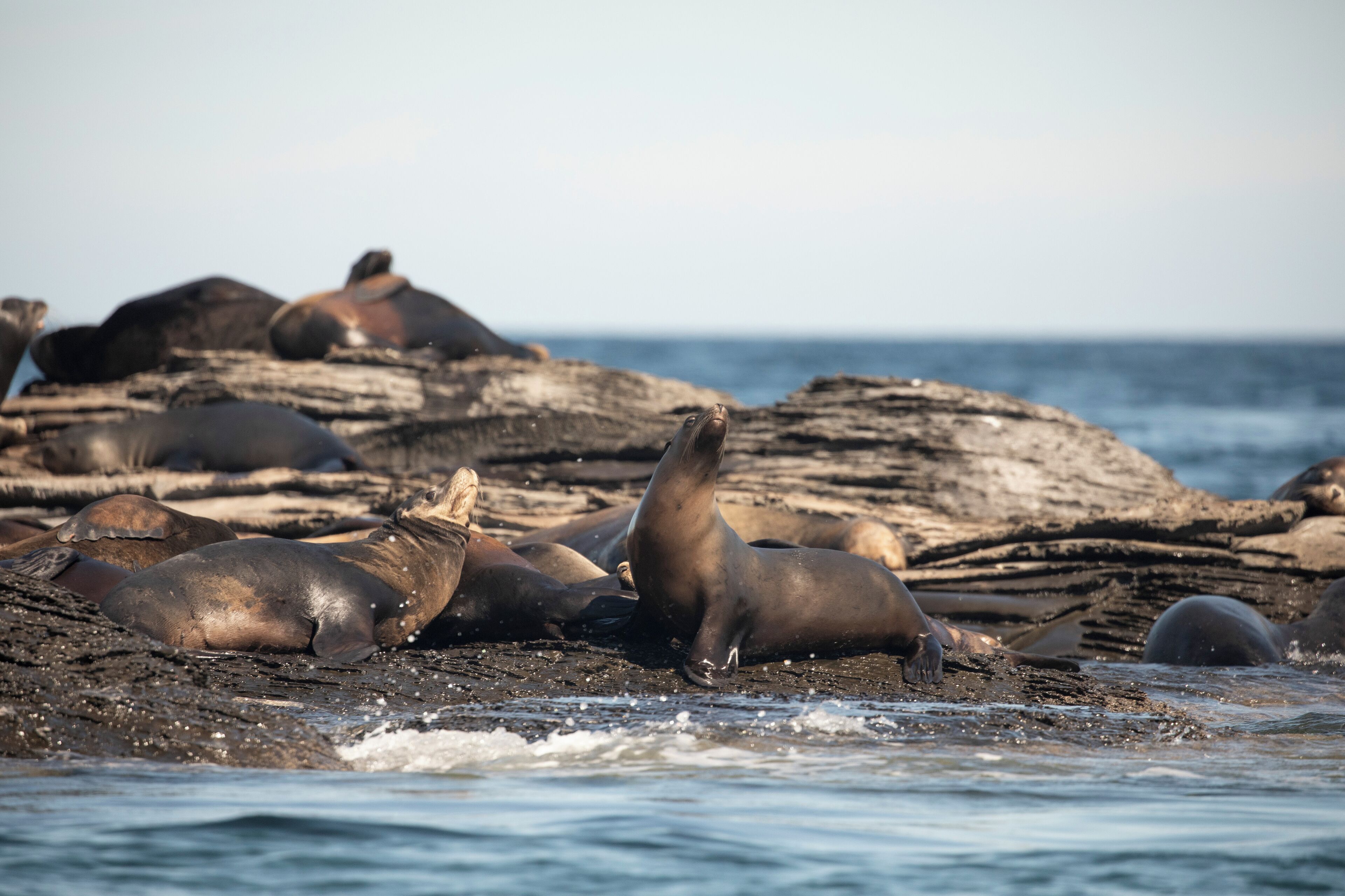 A group of seals resting on rocks by the sea.