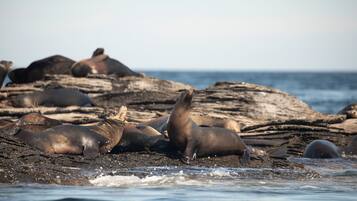 A group of seals resting on rocks by the sea.