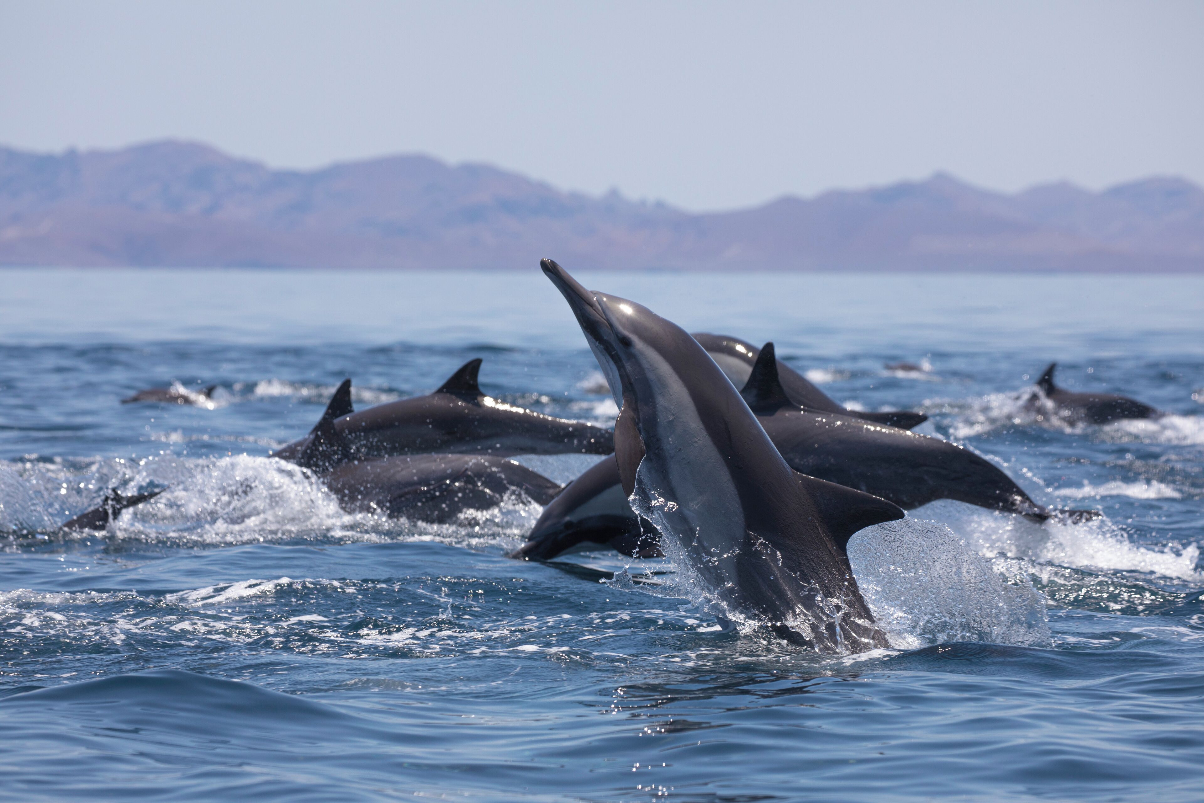 A group of dolphins leaping out of the water with mountains in the background.