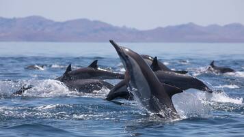 A group of dolphins leaping out of the water with mountains in the background.