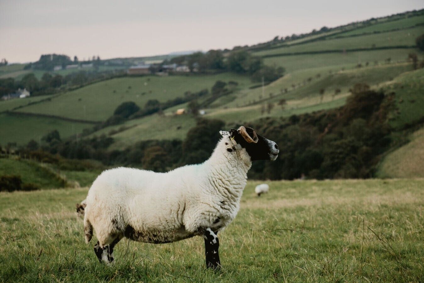 A sheep in a grassy field with rolling hills in the background.