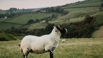 A sheep in a grassy field with rolling hills in the background.