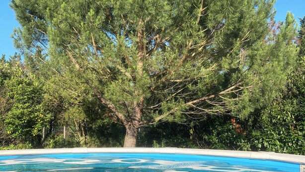 A swimming pool with clear blue water, surrounded by lush green trees and a well-maintained garden.