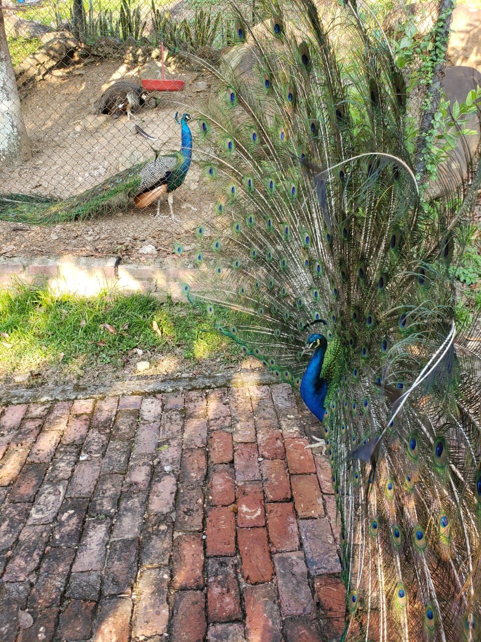 A peacock with a spread tail feathers in a garden area with a brick pathway.