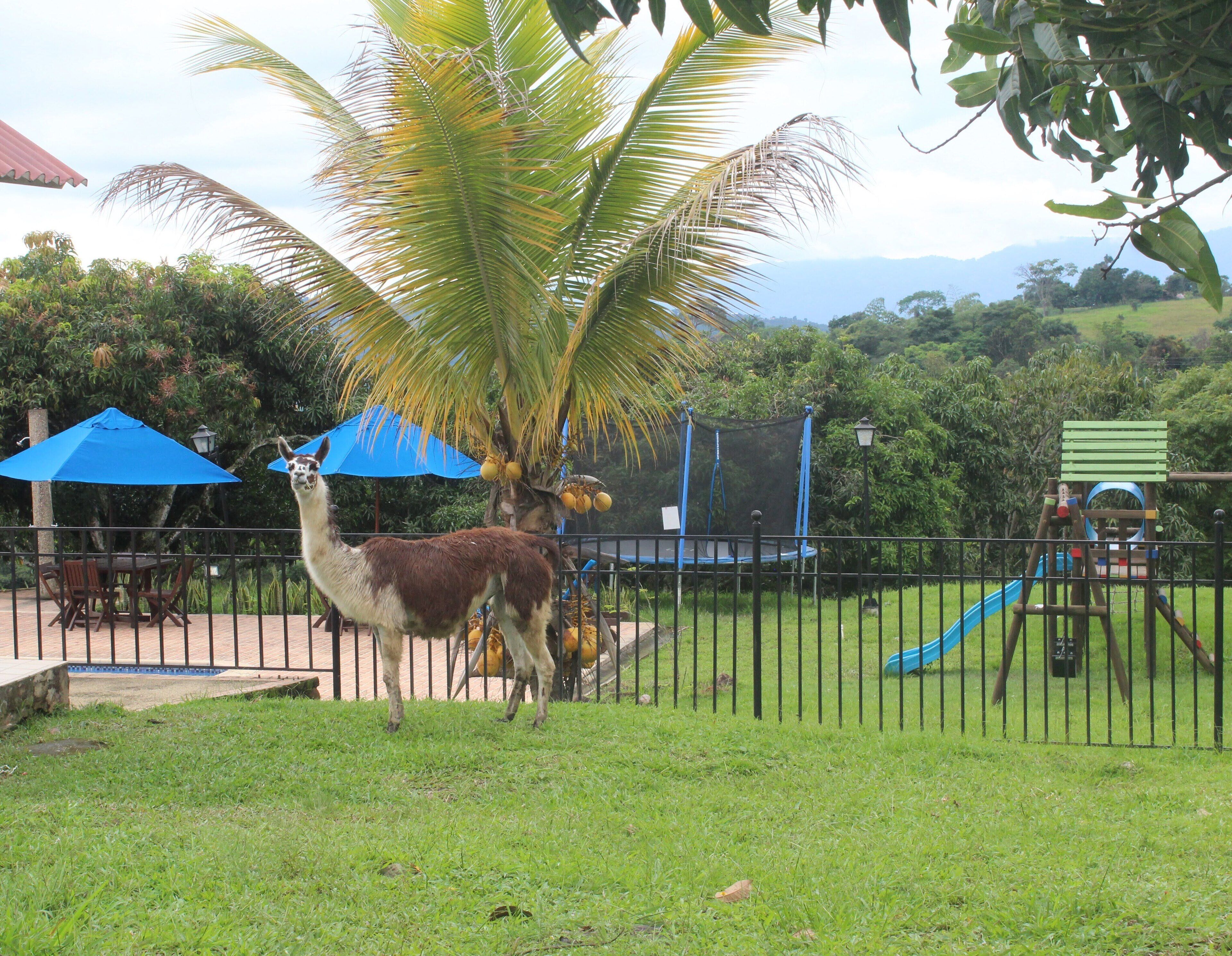 A llama standing near a palm tree in a fenced outdoor area with a playground in the background.