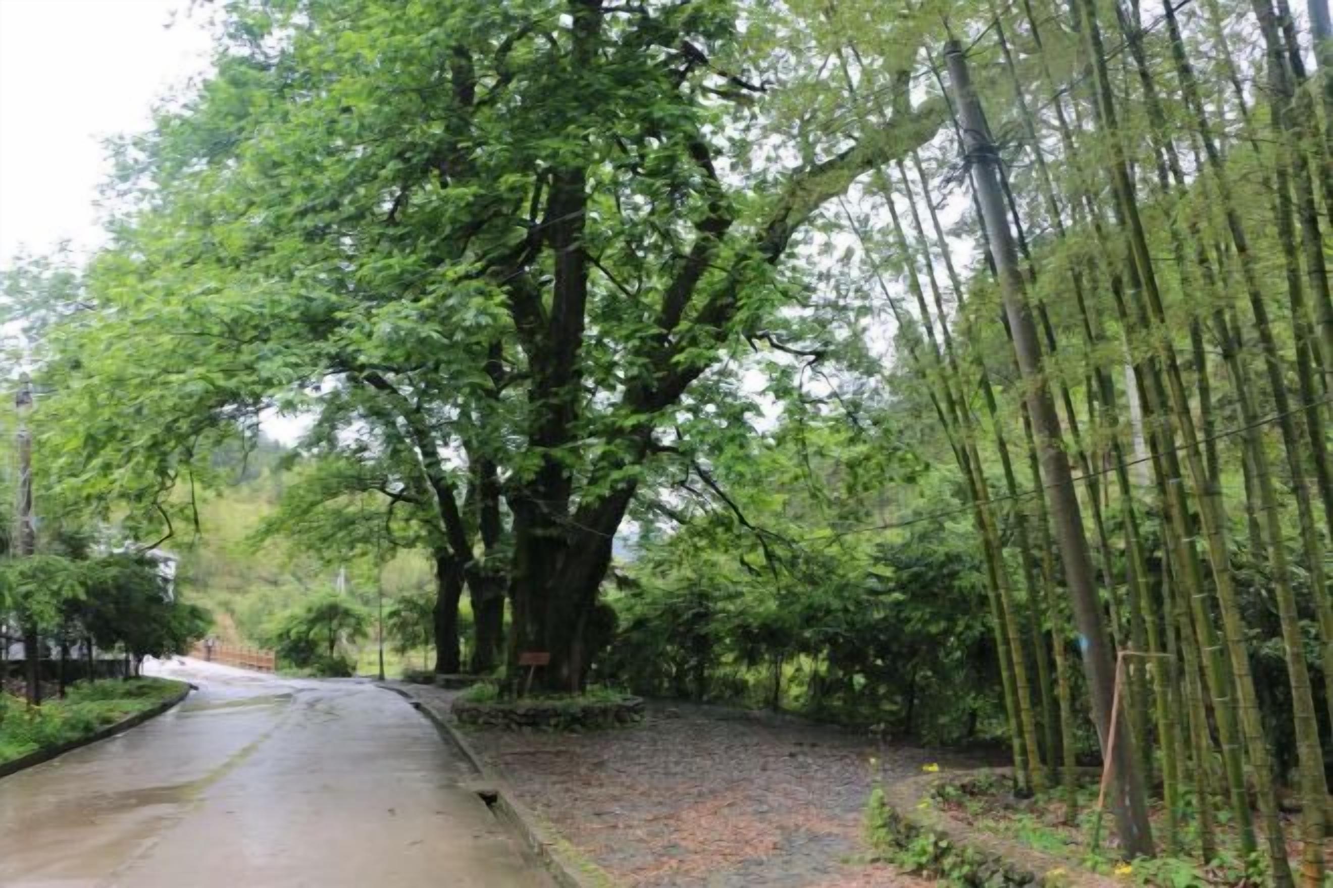 A paved pathway flanked by tall trees and dense foliage.