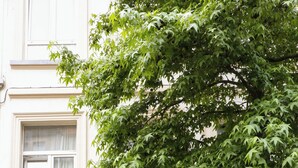 Un edificio con puerta de madera oscura, un balcón con barandilla de hierro forjado y un árbol en primer plano.