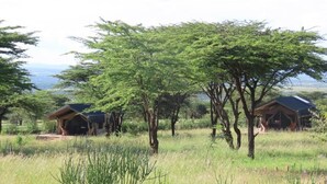 A safari lodge with multiple wooden cabins surrounded by tall trees and grassy terrain. - Oseki Maasai Mara Camp-Affordable Glamping Tents Available Hosted by Maasai. (Sekanani Town)